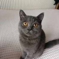 British Shorthair, Kedi  Violet fotoğrafı