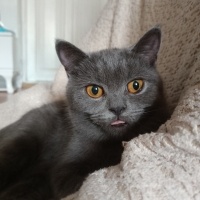 British Shorthair, Kedi  Violet fotoğrafı