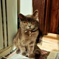 British Shorthair, Kedi  Violet fotoğrafı