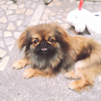 Pekingese, Köpek  mini fotoğrafı