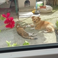 Sokö (Sokak Köpeği), Köpek  Lukçe fotoğrafı
