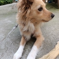 Sokö (Sokak Köpeği), Köpek  Lukçe fotoğrafı