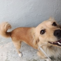 Sokö (Sokak Köpeği), Köpek  Lukçe fotoğrafı
