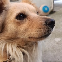 Sokö (Sokak Köpeği), Köpek  Lukçe fotoğrafı