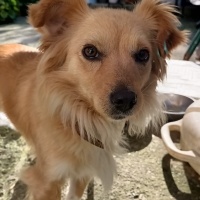 Sokö (Sokak Köpeği), Köpek  Lukçe fotoğrafı