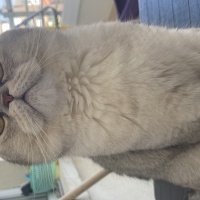British Shorthair, Kedi  Duman fotoğrafı