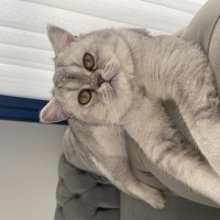 British Shorthair, Kedi  Duman fotoğrafı