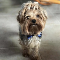 Yorkshire Terrier, Köpek  Ceviz fotoğrafı