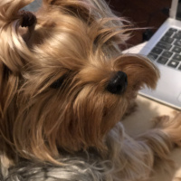 Yorkshire Terrier, Köpek  Ceviz fotoğrafı