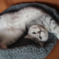 Scottish Fold, Kedi  Yakışıklı fotoğrafı