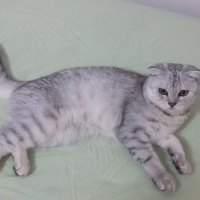 Scottish Fold, Kedi  Yakışıklı fotoğrafı