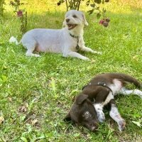 Basenji, Köpek  Bella Xena fotoğrafı