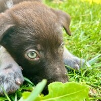 Basenji, Köpek  Bella Xena fotoğrafı