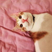 Tekir Kedi, Kedi  Kirli  fotoğrafı