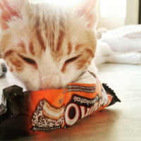 Tekir Kedi, Kedi  Kirli  fotoğrafı