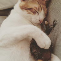 Tekir Kedi, Kedi  Kirli  fotoğrafı