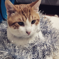 Tekir Kedi, Kedi  Kirli  fotoğrafı