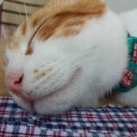Tekir Kedi, Kedi  Kirli  fotoğrafı