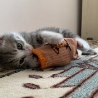 Tekir Kedi, Kedi  Şanslı fotoğrafı