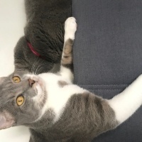 Tekir Kedi, Kedi  Bulut fotoğrafı