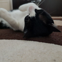 Tekir Kedi, Kedi  zeytin fotoğrafı