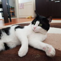Tekir Kedi, Kedi  zeytin fotoğrafı