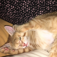 Tekir Kedi, Kedi  Kahraman fotoğrafı