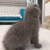 British Shorthair, Kedi  BRİTİSH SHORTHAİR fotoğrafı