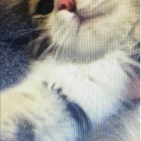 Tekir Kedi, Kedi  rosco fotoğrafı