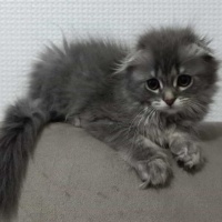 Scottish Fold, Kedi  Duman fotoğrafı