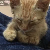 Tekir Kedi, Kedi  Yoda fotoğrafı