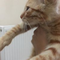 Tekir Kedi, Kedi  Yoda fotoğrafı