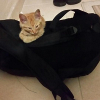 Tekir Kedi, Kedi  Yoda fotoğrafı