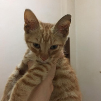 Tekir Kedi, Kedi  Yoda fotoğrafı