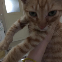 Tekir Kedi, Kedi  Yoda fotoğrafı