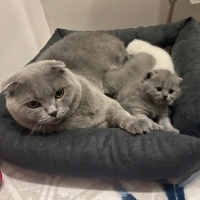British Shorthair, Kedi  Gümüş fotoğrafı
