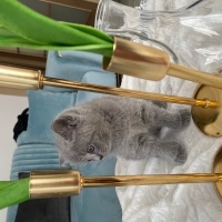 British Shorthair, Kedi  Gümüş fotoğrafı