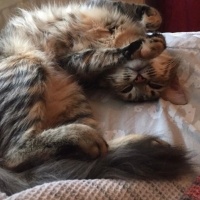 Tekir Kedi, Kedi  Tarçın fotoğrafı