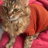 Tekir Kedi, Kedi  Tarçın fotoğrafı
