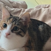 Tekir Kedi, Kedi  Kimyon fotoğrafı