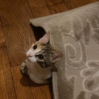 Tekir Kedi, Kedi  Kimyon fotoğrafı