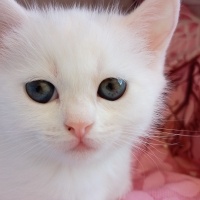 British Shorthair, Kedi  Pamuk fotoğrafı