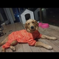 Golden Retriever, Köpek  Lili fotoğrafı
