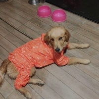 Golden Retriever, Köpek  Lili fotoğrafı