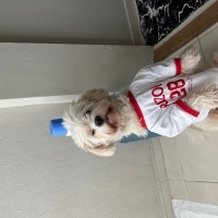 Maltese, Köpek  Puki fotoğrafı