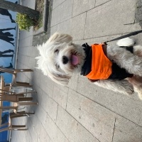 Maltese, Köpek  Puki fotoğrafı