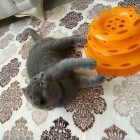 Scottish Fold, Kedi  SCOTTİSH FOLD fotoğrafı