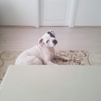 Dogo Arjantin, Köpek  Benek fotoğrafı