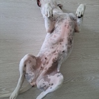 Dogo Arjantin, Köpek  Benek fotoğrafı