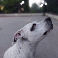 Dogo Arjantin, Köpek  Benek fotoğrafı
